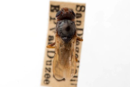 Tetropismenus hirtus, dorsal