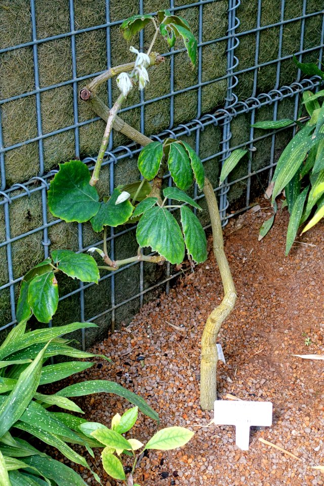 Tetrastigma voinierianum - Shinjuku Gyo-en Greenhouse - Tokyo, Japan - DSC05735