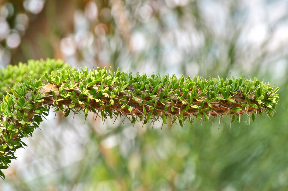 Prickly plant thorns