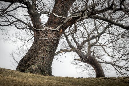 Curve twig winter
