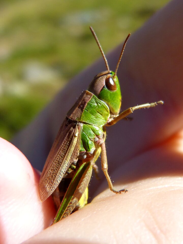 Pyrenee catalunya orthopteron small