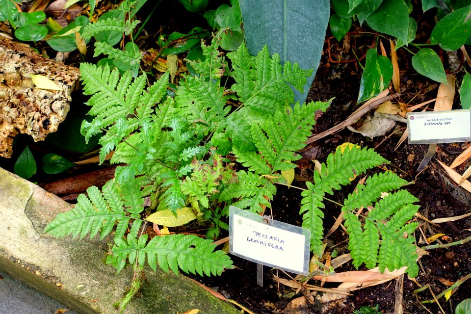 Tectaria gemmifera - Orto botanico - Rome, Italy - DSC00144