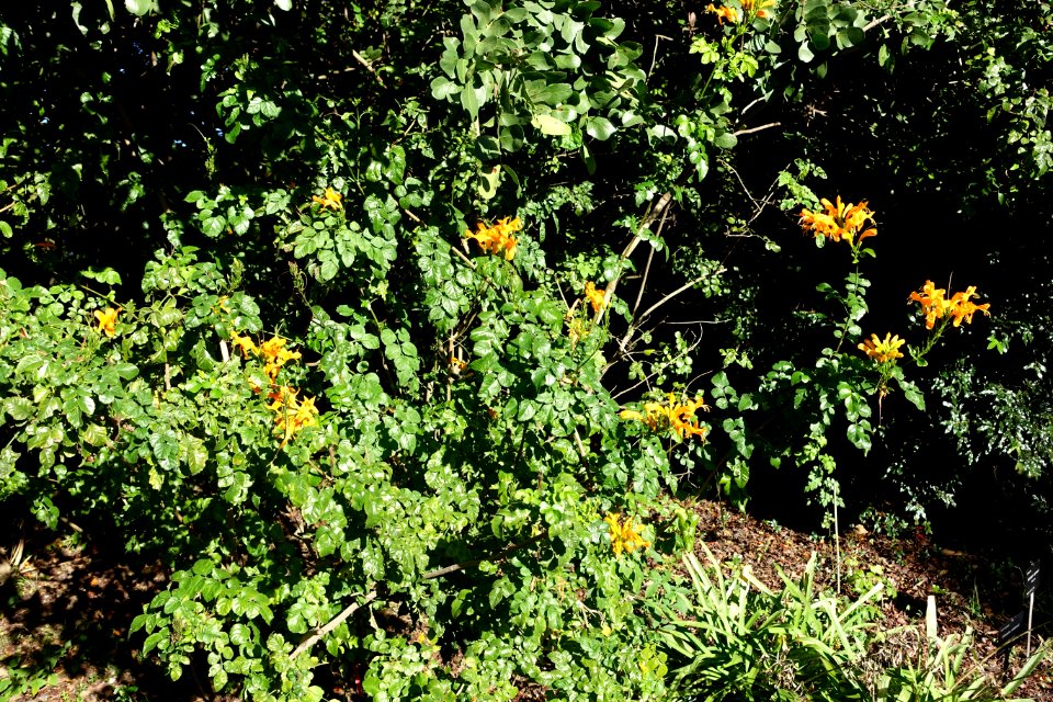 Tecoma capensis - Jardín Botánico de Barcelona - Barcelona, Spain - DSC09358