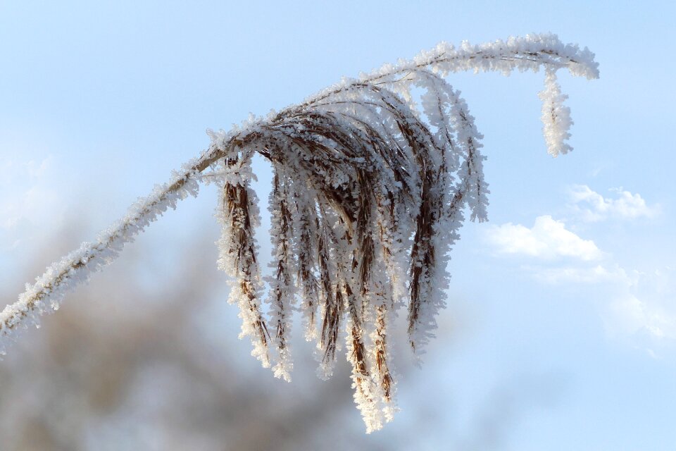 Plant marsh plant winter