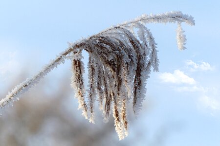 Plant marsh plant winter