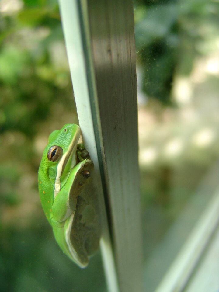 Nature toad funny