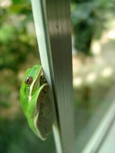 Nature toad funny