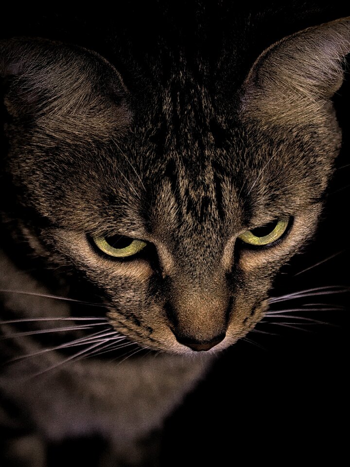 Cat night night cat
