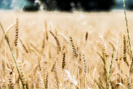 Farm farmland field