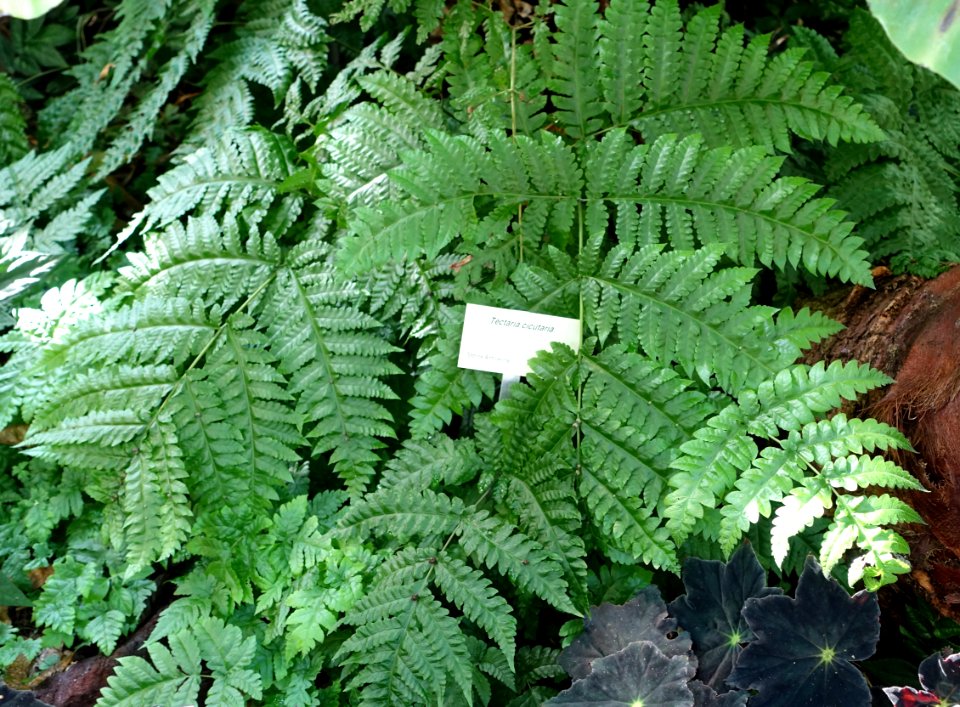 Tectaria cicutaria - Bergianska trädgården - Stockholm, Sweden - DSC00470