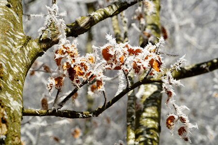 Winter ice frozen