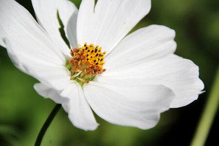 White blossom plant flower