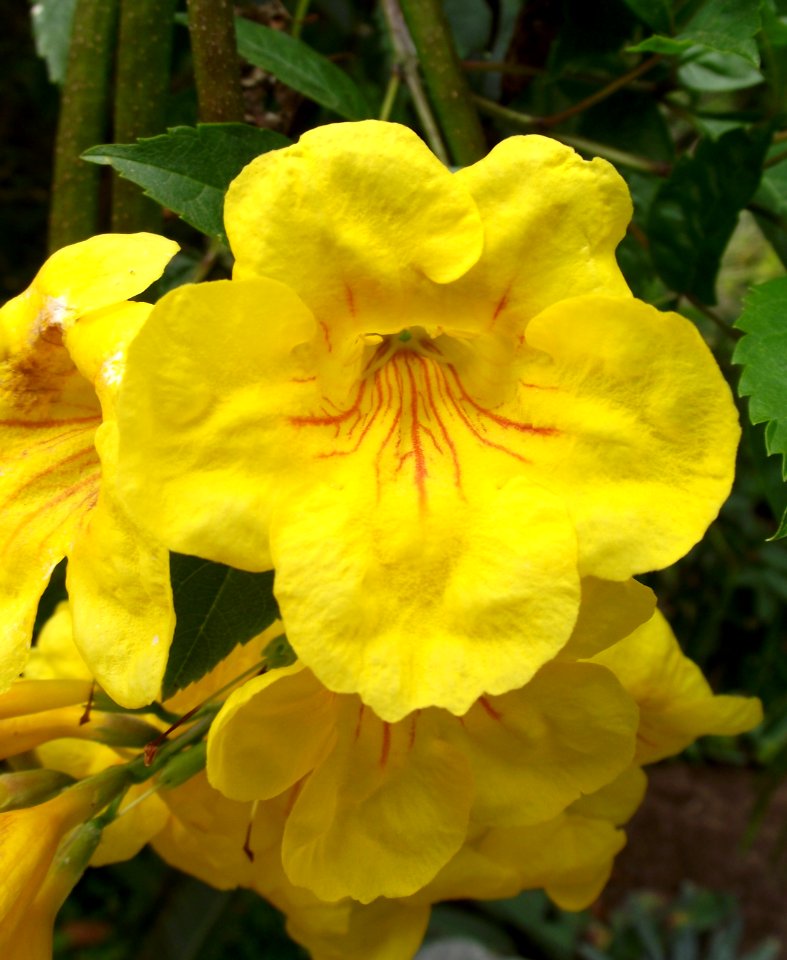 Tecoma stans 'Gold Star'