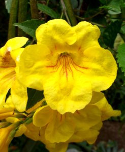 Tecoma stans 'Gold Star'