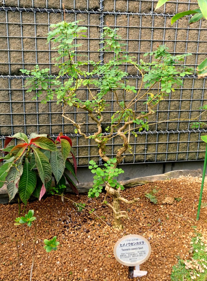Tecoma capensis (Tecomaria capensis) - Shinjuku Gyo-en Greenhouse - Tokyo, Japan - DSC05935