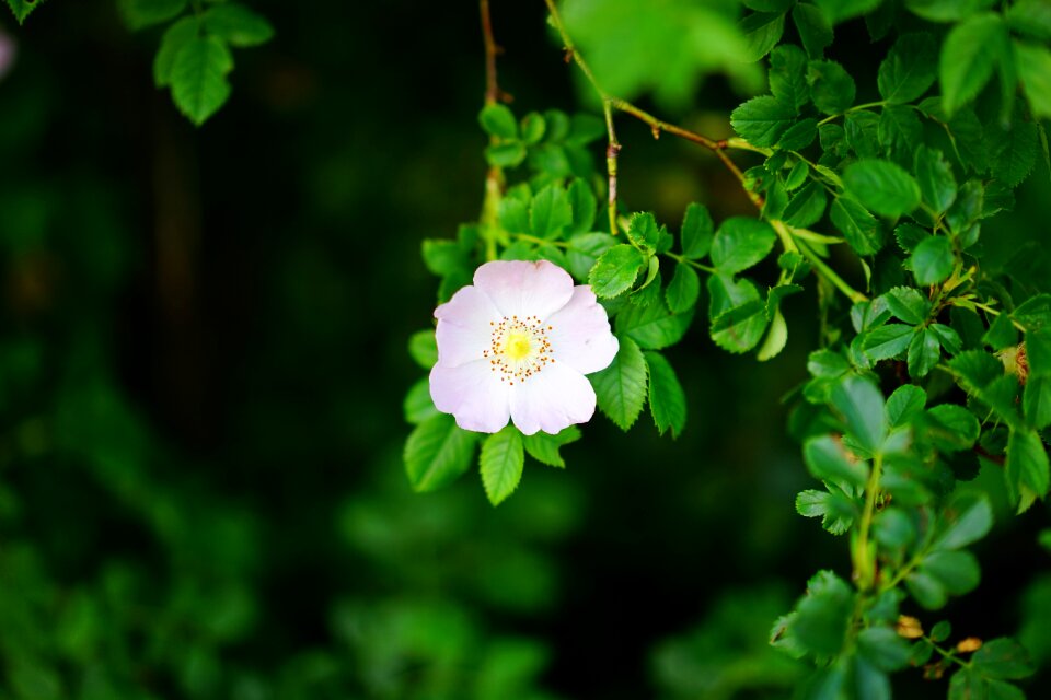 Bloom pink light pink
