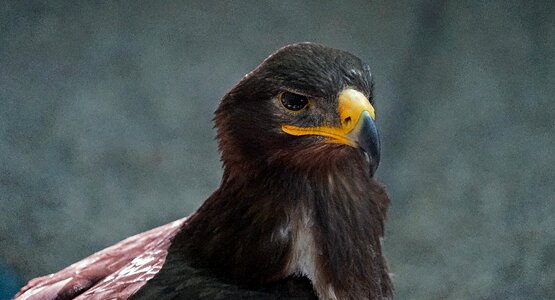 Bird close up animal portrait