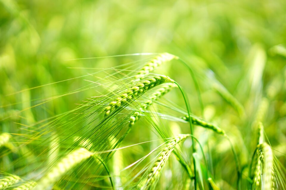 Barley field cereals grain