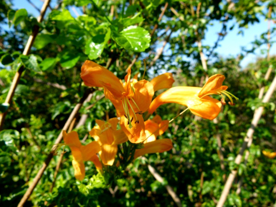Tecoma capensis Montjuic