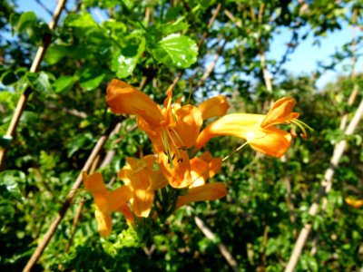 Tecoma capensis Montjuic
