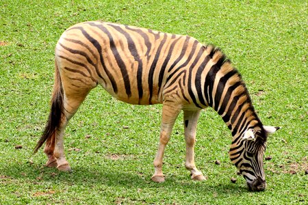 Wild eating grass stripes
