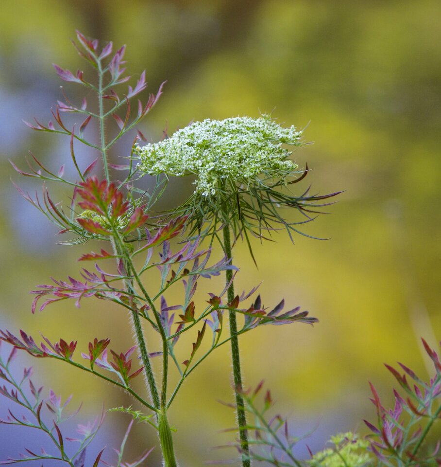 Wildflower nature bloom