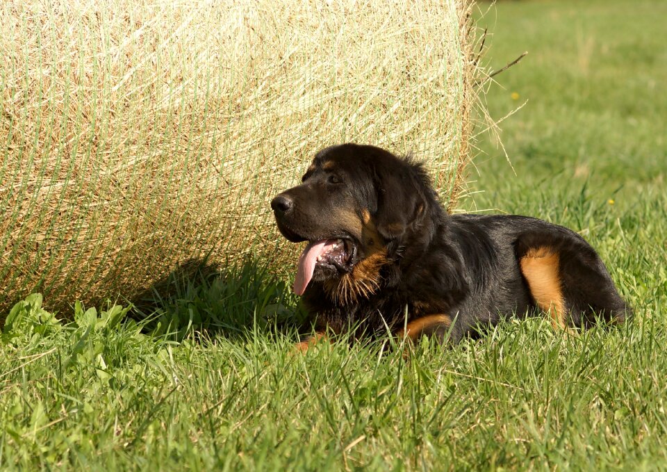 Bale of straw summer puppy