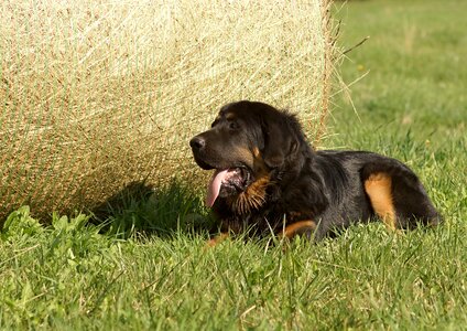Bale of straw summer puppy