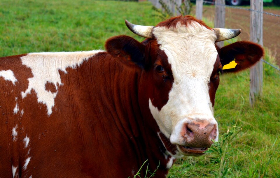 Cattle ruminant livestock