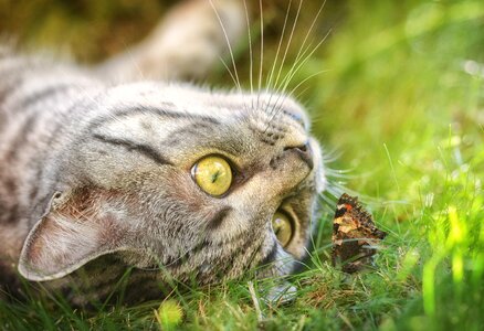 Young cat pet british shorthair