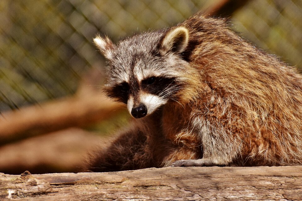 Mammal sweet nature