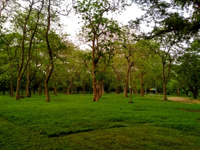 Teak trees in Ramna Park 