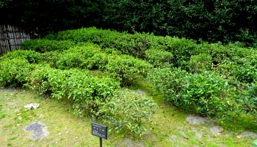 Tea plantation (Camellia sinensis) - Shōsei-en - Kyoto, Japan - DSC06919