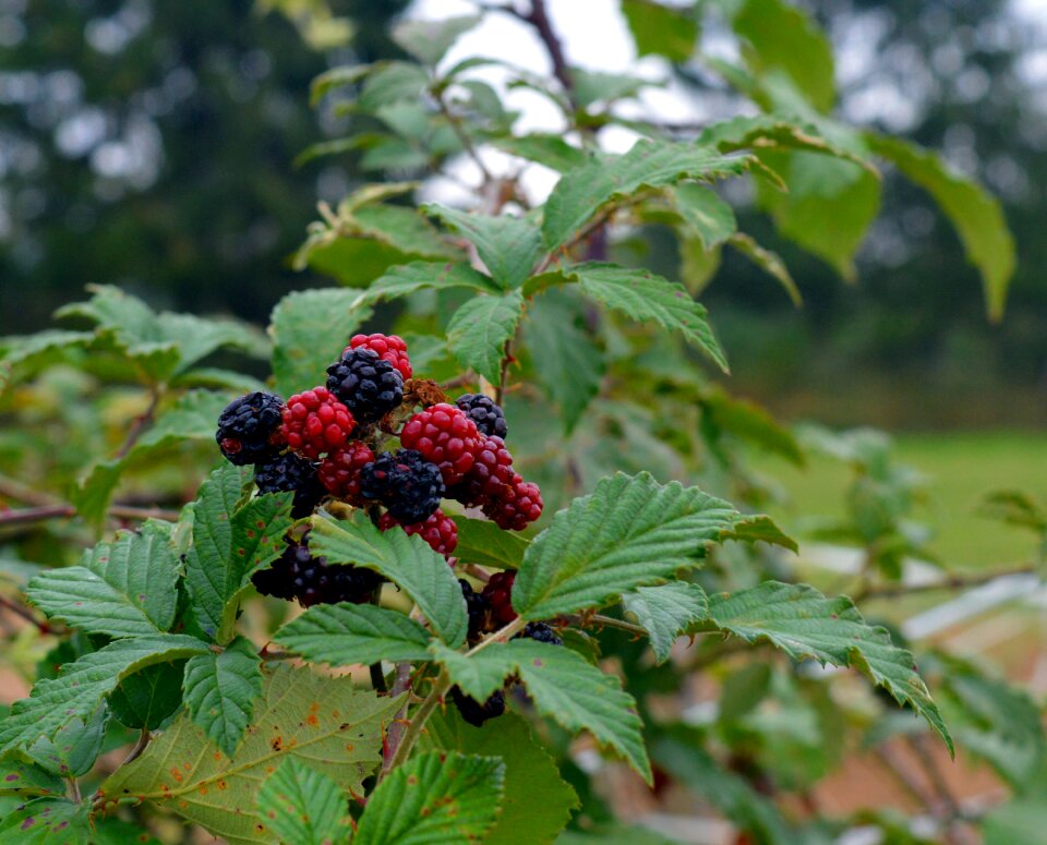 Fruits berry red bush