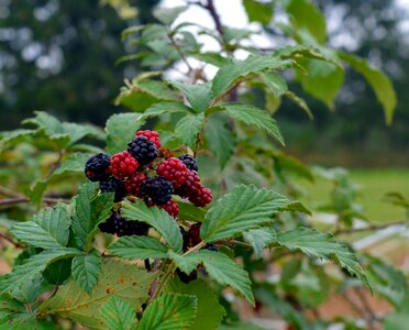 Fruits berry red bush