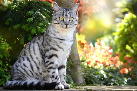 Young cat pet british shorthair