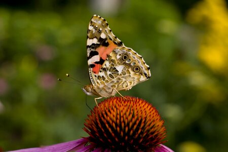Macro nature spring
