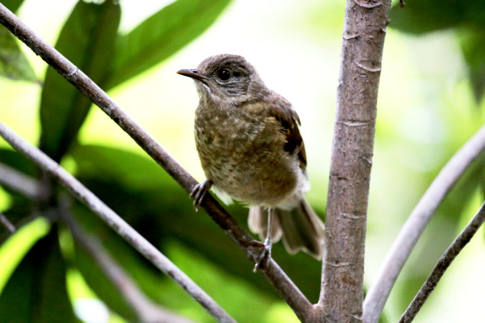 On the branch wild looking