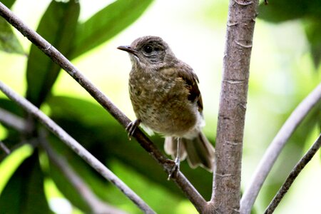 On the branch wild looking photo