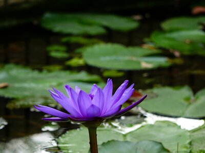Lotus xiang qi cool