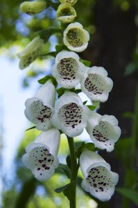 White flower spring floral