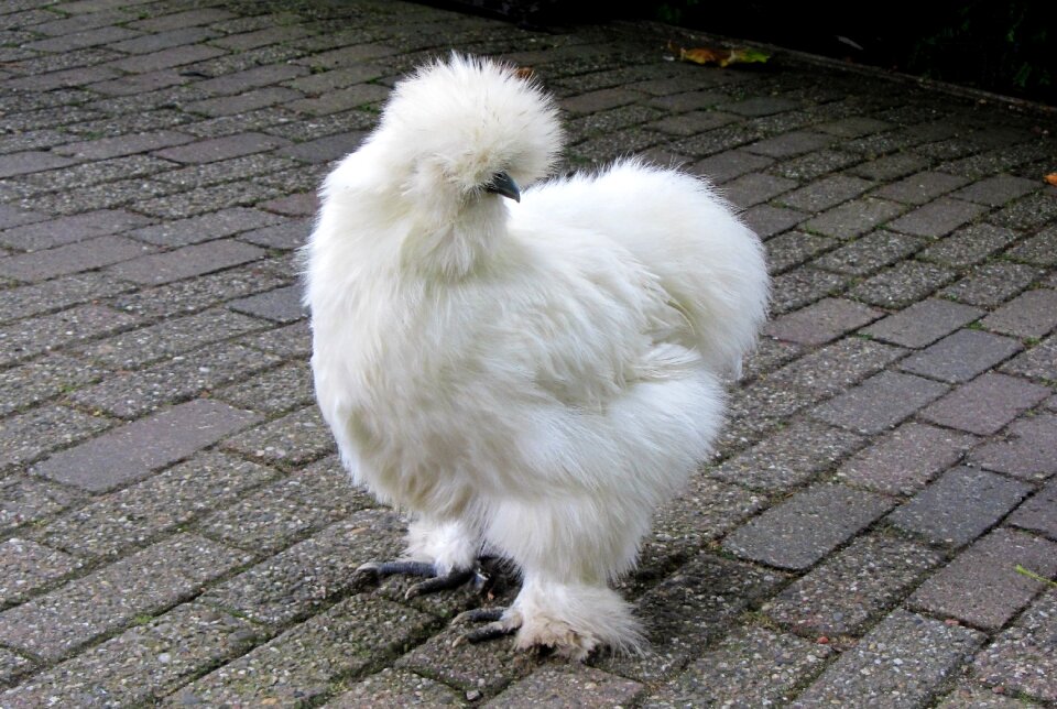 Chickens sierkip ornamental chickens