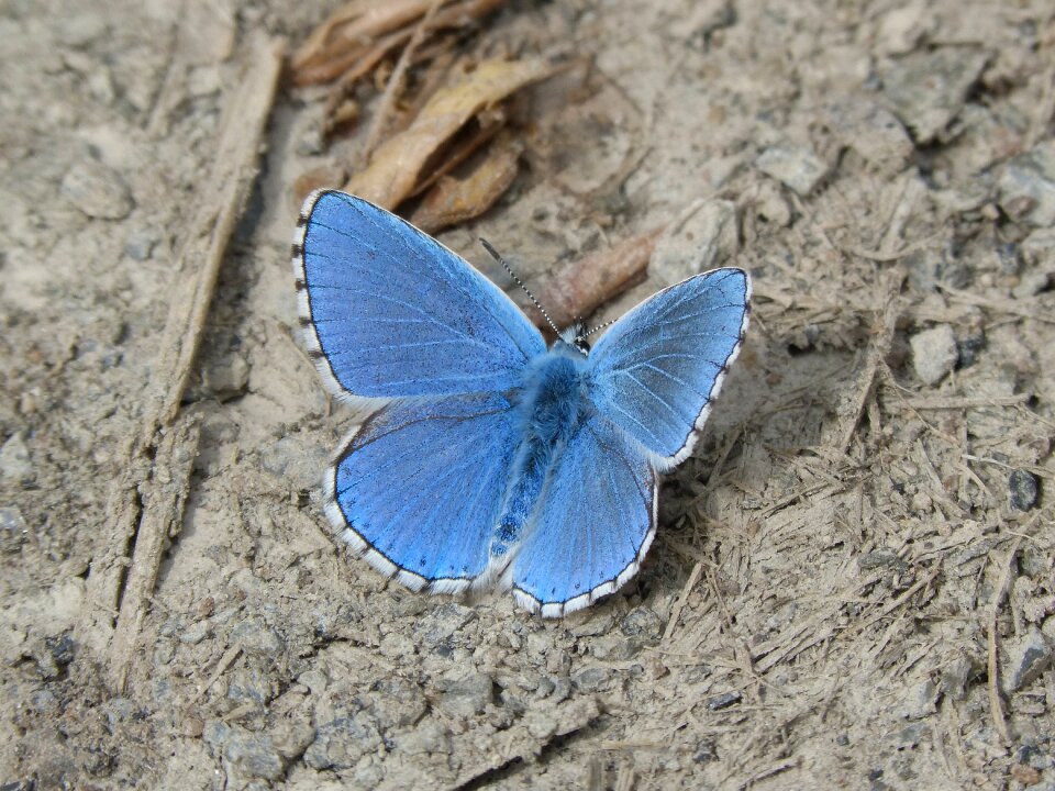 Blue butterfly blaveta of the farigola pseudophilotes panoptes