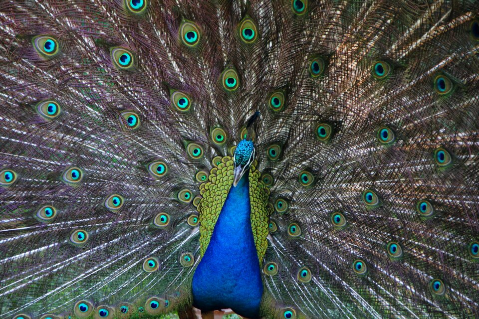 Animal wildlife elegance