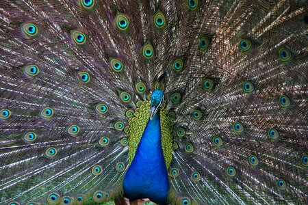 Animal wildlife elegance