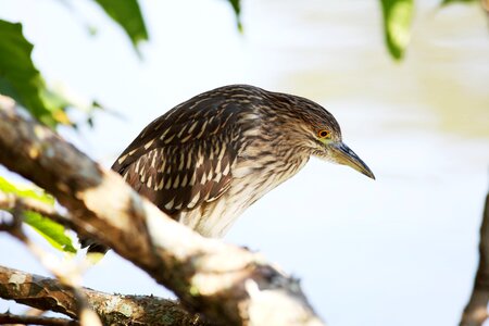 Fish-eating bird looking bird on natural background