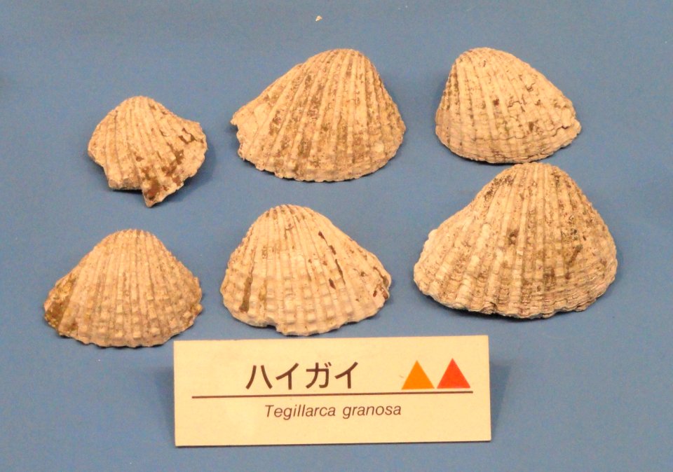 Tegillarca granosa - Osaka Museum of Natural History - DSC07751