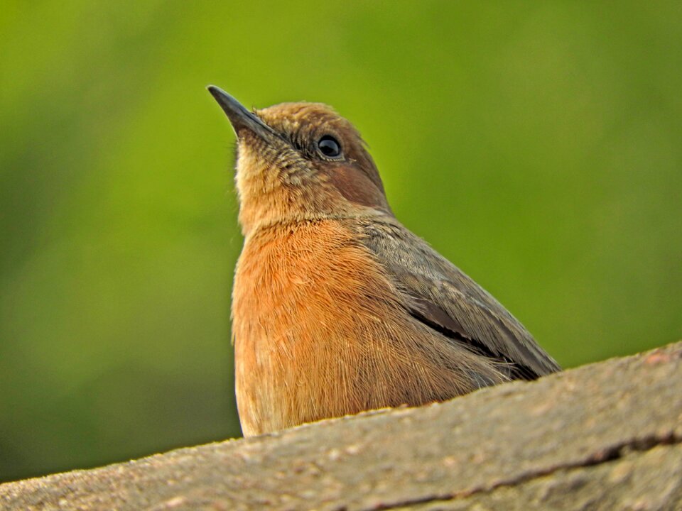 Nature wildlife forest
