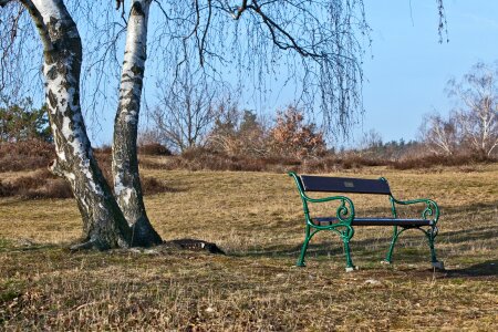 Bench birch bench under a birch