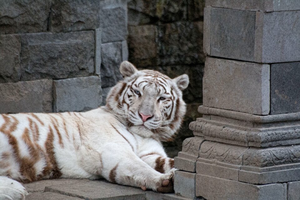 Wild wild animals india